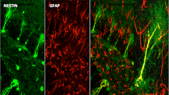 Miller Lab Transgenic Reporter Mice